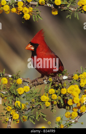 Il Cardinale nord Cardinalis cardinalis maschio su blooming Huisache Acacia farnesiana Starr County Rio Grande Valley Texas USA Foto Stock