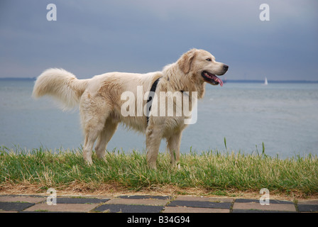 Il Golden Retriever sul lungomare Vlissingen Paesi Bassi Foto Stock