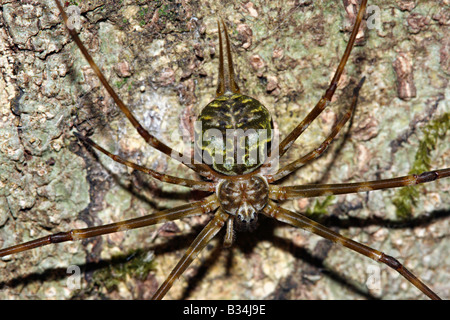 Due croci SPIDER Hersilia sp. Majali, Karwar, Karnataka INDIA Foto Stock