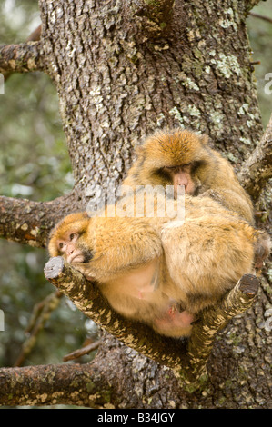 Adulto Barbary macachi (Macaca sylvanus) toelettatura seduti sul ramo di albero nella foresta di cedro, Azrou, Marocco Foto Stock