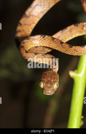 BEDOME'S CAT SNAKE. Boiga beddomei. Leggermente velenosa, comune. Essenze arboree e notturno in natura. Foto Stock