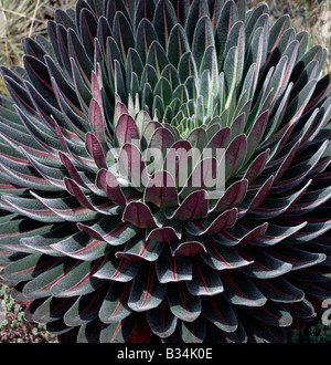 In Uganda, Uganda occidentale Rwenzori Mountains. La perfetta simmetria delle foglie di un giovane lobelia sul bordo della parte inferiore Il Bigo Foto Stock