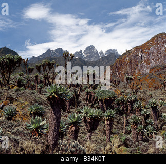 In Uganda, Uganda occidentale Rwenzori Mountains. Su una montagna alta passano vicino al lago Bujuku (12.900 piedi), albero Senecios o gigante Groundsels crescere contro uno sfondo di snow-capped Monte Stanley (16,763 piedi), la montagna più alta del Rwenzori gamma.il Rwenzori Mountain Range è il solo coperte di neve a sud di gamma dei monti Atlas in sub-sahara Africa. Esso ha un unico afro-montane vegetazione a causa di una combinazione di altitudine elevata piovosità e quasi costante di cloud-coperchio con inzuppando nebbie. Foto Stock