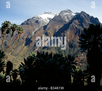 In Uganda, Uganda occidentale Rwenzori Mountains. Sul sentiero tra Bujuku hut (13.000 piedi) e dello Scott Elliot Pass (14,350 piedi), albero Senecios, o gigante telaio Groundsels Mount Baker (15,889 piedi).Il Rwenzori Mountain Range è il solo coperte di neve a sud di gamma dei monti Atlas in sub-sahara Africa. Esso ha un unico afro-montane vegetazione a causa di una combinazione di altitudine elevata piovosità e quasi costante di cloud-coperchio con inzuppando nebbie. Foto Stock