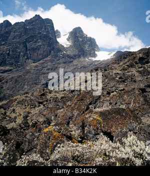 In Uganda, Uganda occidentale Rwenzori Mountains. Il Monte Stanley (16,763 piedi) dalla caduta di massi zona vicino alla parte superiore della Scott Elliot Pass (14,350 piedi). Tree Senecios, o gigante Groundsels, eterno fiori (helicrysum) e muschi crescere tra i massi. Foto Stock