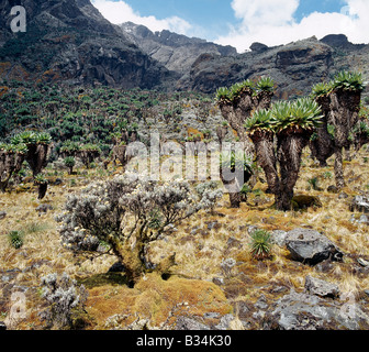 In Uganda, Uganda occidentale Rwenzori Mountains. Tree Senecios, o gigante Groundsels, eterno fiori (helicrysum) e muschi crescere in terreno roccioso sul sentiero per il lago Kitandara (13,200 piedi). Il Monte Stanley (16,763 piedi) è appena visibile in background. Foto Stock