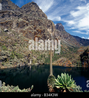 In Uganda, Uganda occidentale Rwenzori Mountains. Lago Kitandara (nord) (13,200 piedi), il Ghiacciaio di incoronazione del Monte Stanley (16,763 piedi) appena visibile in lontananza. I ripidi pendii che conducono in basso verso il lago sono coperti con i muschi, albero Senecios, o gigante Groundsels e albero eriche. L'afro-montane di vegetazione in primo piano include fiori eterna (helicrysum), un Senecio, o gigante Groundsel, e una lobelia. Foto Stock