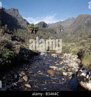 In Uganda, Uganda occidentale Rwenzori Mountains. Il fiume Mukubu vicino a Guy Yeoman hut (11.500 piedi) con la neve sul monte Baker (15,889 piedi) appena visibile in lontananza.La lussureggiante vegetazione della valle include Senecios, o gigante Groundsels, eterno fiori (helicrysum), Giant Lobelias e albero-heather drappeggiati con il vecchio uomo con la barba (Usnea) e muschi, tutti gli esempi di afro-montane gigantismo. Foto Stock