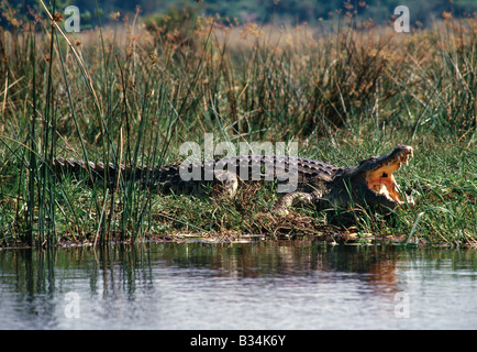 Uganda, Victoria Nile, Cascate Murchison. Enormi coccodrilli del Nilo crogiolarvi al sole sulle rive del Nilo Victoria al di sotto di Murchison Falls dove Foto Stock