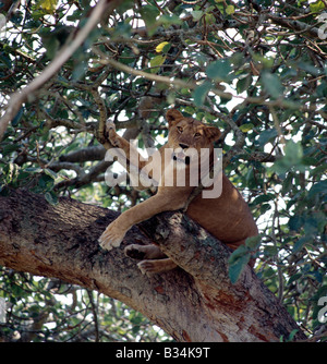 In Uganda, Queen Elizabeth National Park, Ishasha. Una leonessa riposa in un albero di fico nella zona di Ishasha del Queen Elizabeth National Park. Per anni, Ishasha è rinomato per la sua tree-climbing Lions Foto Stock