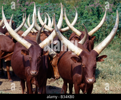 In Uganda, nel sud Uganda, Mbarara. Long-cornuto Ankole bovini sono apprezzate fra la gente del sud-ovest dell Uganda e Rwanda. Essi sono un africano taurina razza con origini risalenti prima della introduzione di humped-back o bovini zebù nel Corno d Africa durante le invasioni umana dall Arabia nel VII secolo A.C. Foto Stock