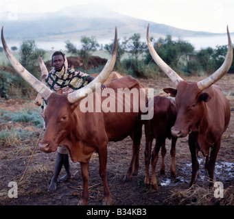 In Uganda, nel sud Uganda, Mbarara. Long-cornuto Ankole bovini sono apprezzate fra la gente del sud-ovest dell Uganda e Rwanda. Essi sono un africano taurina razza con origini risalenti prima della introduzione di humped-back o bovini zebù nel Corno d Africa durante le invasioni umana dall Arabia nel VII secolo A.C. Foto Stock