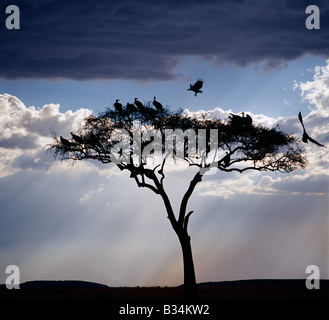 Kenya, Narok District, il Masai Mara riserva nazionale. Gli avvoltoi posatoio in una struttura ad albero di acacia poco prima del tramonto. Foto Stock