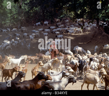 Kenya, Maralal distretto, South Horr. Un Samburu girl mandrie dei suoi genitori greggi di ovini e caprini in Sud Horr Valle del nord del Kenya. Foto Stock
