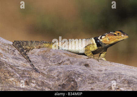 Blu lucertola spinosa serrifer Sceloporus cyanogenys adulto sul log ensoleillement Starr County Rio Grande Valley Texas USA Foto Stock