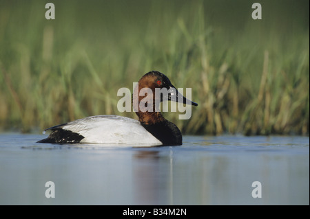 Canvasback Aythya valisineria nuoto maschio Sinton Coastel piegare Texas USA Foto Stock