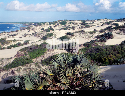 Kenya, Coast Province, isola di Lamu. Le dune di sabbia e di una natura incontaminata spiaggia a ovest di Shela, precedentemente noto come un piccolo borgo con un unhurried pa Foto Stock