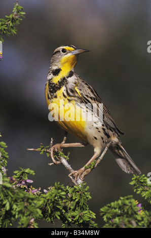 Eastern Meadowlark Sturnella magna adulto arroccato su blooming Guayacan Guaiacum angustifolium Rio Grande Valley Texas USA Foto Stock