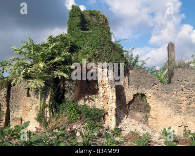 Kenya, Pate Island, patè. Il tabacco è cresciuto fra le rovine di corallo di un grande edificio del XVII secolo sulla periferia della moderna Pate Village. Tutti gli edifici in pate sono stati costruiti di corallo rag.Pate è stata fondata dagli Arabi da Arabia nel XIII secolo, o eventualmente in precedenza. Da tempo la gente di mare portoghese raggiunto ci nel XVI secolo, il luogo era in declino anche se era ancora famosa per la realizzazione di abiti di seta. La sua importanza è calato ulteriormente quando la sua famiglia dominante è stato azionato dall'isola dal Sultano di Zanzibar nel 1865. Il posto non ha mai riacquistato il suo antico splendore. Foto Stock