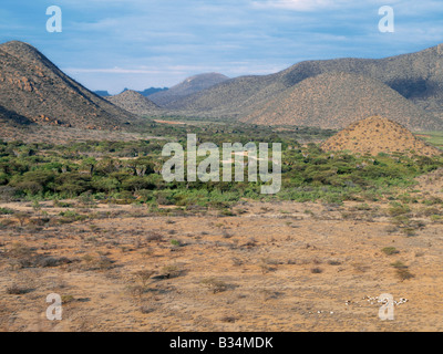 Kenya, Samburu District, Latakwen. Capre pascolano le riarse campagna vicino al viale alberato lugga Milgis. Il Milgis è un fiume stagionale ma acqua fresca può essere sempre trovata da scavare pozzi lungo il suo corso di ampio. L'acqua è vitale per Samburu Pastori che vivono in questo paese robusto. Foto Stock