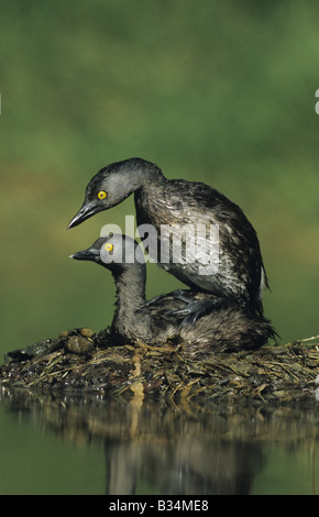 Almeno svasso Tachybaptus dominicus coppia coniugata sul nido Starr County Rio Grande Valley Texas USA Foto Stock