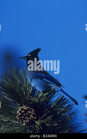 Steller Jay Cyanocitta stelleri adfult su pino Rocky Mountain National Park Colorado USA Foto Stock