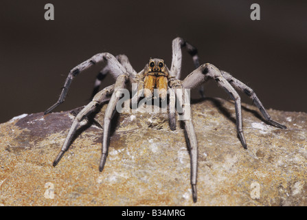 Wolf Spider Lycosidae adulto appollaiato sulla roccia della contea di Starr Rio Grande Valley Texas USA Foto Stock