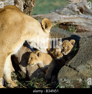 Kenya, Narok District, il Masai Mara riserva nazionale. Una leonessa e i suoi cuccioli. Per le prime sei a otto settimane di vita, cub sarà nascosta in un boschetto o affioramento roccioso quando la loro madre va a caccia. Quando si ritorna a lei li chiamerà fuori di nascondere con un panno morbido e throaty 'eoaw-ugh'. Foto Stock