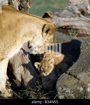 Kenya, Narok District, il Masai Mara riserva nazionale. Una leonessa e i suoi cuccioli. Per le prime sei a otto settimane di vita, cub sarà nascosta in un boschetto o affioramento roccioso quando la loro madre va a caccia. Quando si ritorna a lei li chiamerà fuori di nascondere con un panno morbido e throaty 'eoaw-ugh'. Foto Stock