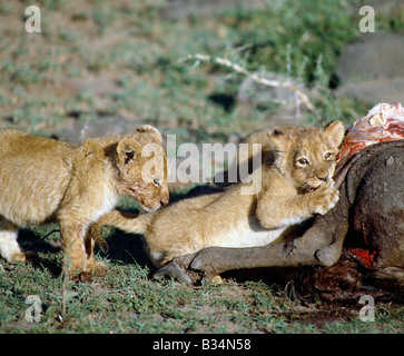 Kenya, Narok District, il Masai Mara riserva nazionale. Lion cubs su un bufalo kill.I cuccioli sono nati ciechi e si aprono i loro occhi dopo due settimane. Cominciano a mangiare carne a sei settimane di età. Foto Stock