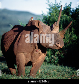 Kenya, provincia centrale, il Parco nazionale di Aberdare. Un rinoceronte nero in tratti salienti del Parco nazionale di Aberdare. Il suo colore della pelle è il risultato del fango-bauges frequenta nella luminosa terra rossa della zona.Un rosso-fatturati oxpecker (Buphagus erythorhynchus) o "tick" uccello posatoi sull'animale all'indietro. Come il suo nome implica, si alimenta di zecche e succhiare sangue vola mantenendo le ferite sull'animale ospite aperto. Foto Stock