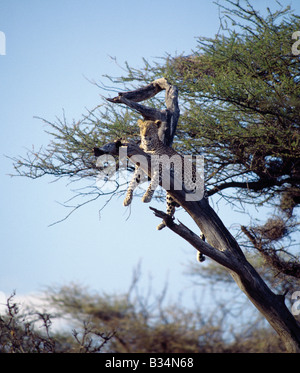 Kenya, Samburu District, Samburu riserva nazionale. Un leopard si appoggia sul ramo morto di Acacia tortilis albero nella nazionale di Samburu Game Reserve. . Foto Stock