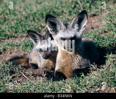 Kenya, Narok District, il Masai Mara riserva nazionale. Una coppia di Bat-eared volpi. Questi longilineo, grandi orecchie 'volpi' alimentazione sulle termiti, coleotteri e altri invertebrati. . Foto Stock