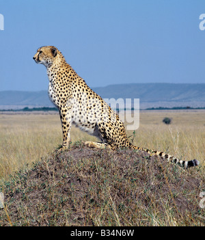 Kenya, Narok District, il Masai Mara riserva nazionale. Un ghepardo sondaggi le pianure erbose del Masai Mara da un tumulo termite. Il Foto Stock