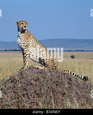 Kenya, Narok District, il Masai Mara riserva nazionale. Un ghepardo sondaggi le pianure erbose del Masai Mara da un tumulo termite. Il Foto Stock