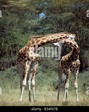 Kenya, Rift Valley Provincia, Lake Nakuru National Park. Due Rothschild giraffe 'collo' in Lake Nakuru National Park. Il restringimento è un gioco di forza e posizione dominante intraprese da maschi adulti o giovani giraffe che stanno spalla a spalla e scopo inarcamento colpi di ogni altro alla testa. . Foto Stock