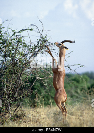 Kenya, Samburu district, Samburu riserva nazionale. Un maschio gerenuk (un nome derivato dalla lingua somala con il significato di "colli giraffa ") alimentazione nel Samburu Riserva nazionale del Kenia settentrionale. Rigorosamente browser, gerenuk può spesso è visto l'alimentazione sui rami di sei metri di altezza in piedi sulle loro a forma di cuneo zoccoli, supportato dalla loro forte zampe posteriori.ben adattato ai semi-arido terre possono resistere a condizioni waterless con facilità. . Foto Stock