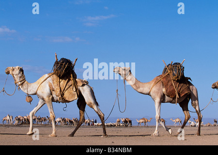 Kenya, Chalbi Desert, Kalacha. Cammelli appartenenti al Gabbra sono caricati con portatori di acqua e fissati assieme in un cammello approccio del treno in corrispondenza di un foro per l'acqua sul bordo del deserto Chalbi. Il Gabbra sono un Cushitic tribù di pastori nomadi che vivono con le loro mandrie di cammelli e capre intorno la frangia del deserto Chalbi. Foto Stock