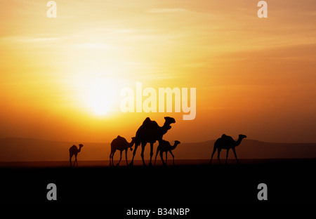 Kenya, Chalbi Desert, Kalacha. Gabbra tribesmen guardare oltre i loro cammelli in corrispondenza di un foro per l'acqua sul bordo del deserto Chalbi. Il Gabbra sono un Cushitic tribù di pastori nomadi che vivono con le loro mandrie di cammelli e capre intorno la frangia del deserto Chalbi. Foto Stock