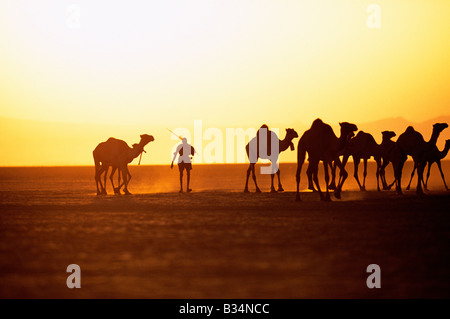 Kenya, Chalbi Desert, Kalacha. Un pastore Gabbra aziona i suoi cammelli attraverso il deserto Chalbi al tramonto. Il Gabbra sono un Cushitic tribù di pastori nomadi che vivono con le loro mandrie di cammelli e capre intorno la frangia del deserto Chalbi. Foto Stock