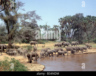 Kenya, Samburu District, Samburu riserva nazionale. Un branco di elefanti di bevande dal Uaso Nyiro nel Samburu National Foto Stock