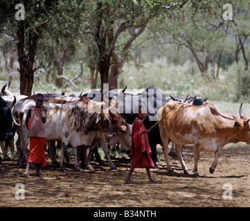 Kenya, Kajiado, Ol Doinyo Orok. Due giovani ragazze Masai aiutano a mandria la loro famiglia del bestiame nei pressi di un fiume nelle colline Foto Stock