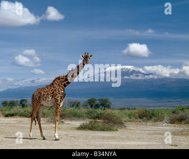 Kenya, Kajiado, Amboseli. Un Masai giraffe (Giraffa camelopardalis tippelskirchi) si eleva alto nella parte anteriore del Monte Kilimanjaro (19,340 piedi) e Mawenzi (16.900 piedi). La giraffa è più alte del mondo mammifero e Kilimanjaro è l'Africa la più alta montagna ricoperte di neve. Foto Stock