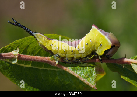 Puss Moth (Cerura vinula) caterpillar su willow Foto Stock