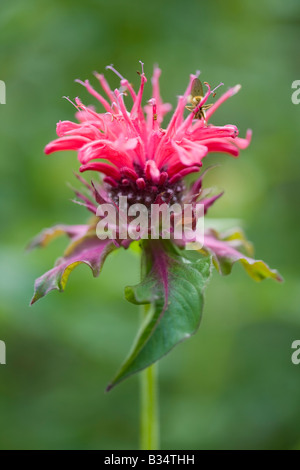 Il bergamotto - Monarda Cambridge Scarlet, REGNO UNITO Foto Stock