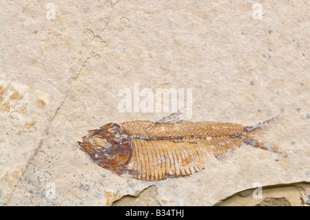 Pesci fossili (Gosiutichthys parvus) 34mm. Eoscene; Laney matrice di scisto. Green River formazione, la chiatta, Wyoming negli Stati Uniti. Foto Stock