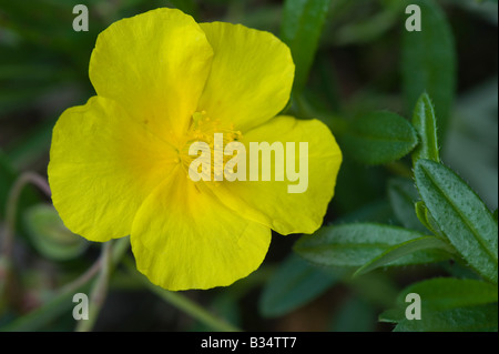 Comune di Rock Rose (Helianthemum nummularium (chamaecistus)) Foto Stock