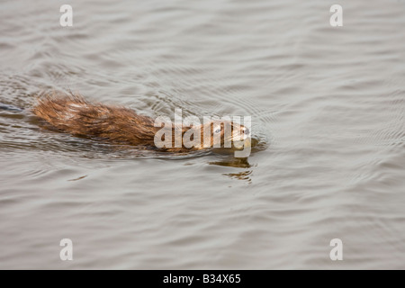 Topo muschiato (Ondatra zibethica) nuoto Foto Stock