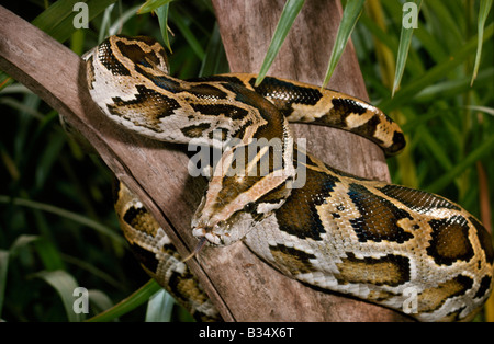 Roccia birmano Python Python molurus bivittatus Foto Stock
