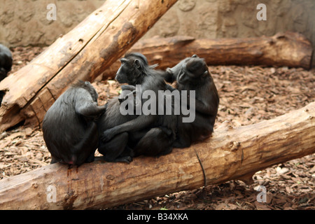 Sulawesi / Celebes crestato macaco nero [Chester Zoo di Chester, Cheshire, Inghilterra, Gran Bretagna, Regno Unito, Europa]. . Foto Stock